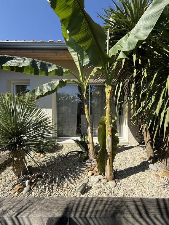 Bananiers, yuccas et paillage de galets blancs