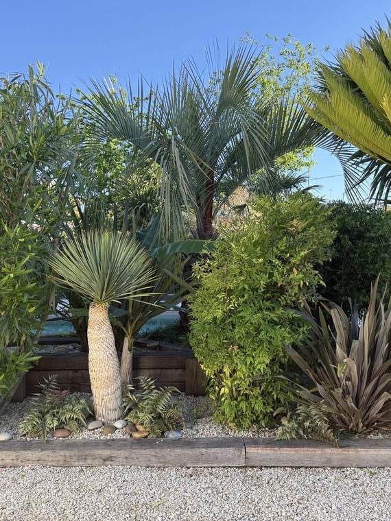 Palmiers, dracaenas et oliviers en bordure d&rsquo;allée